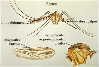 20110306-Mosquito cdc  culex_illustration.jpg